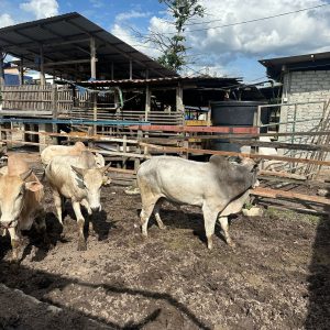 Lembu Seekor