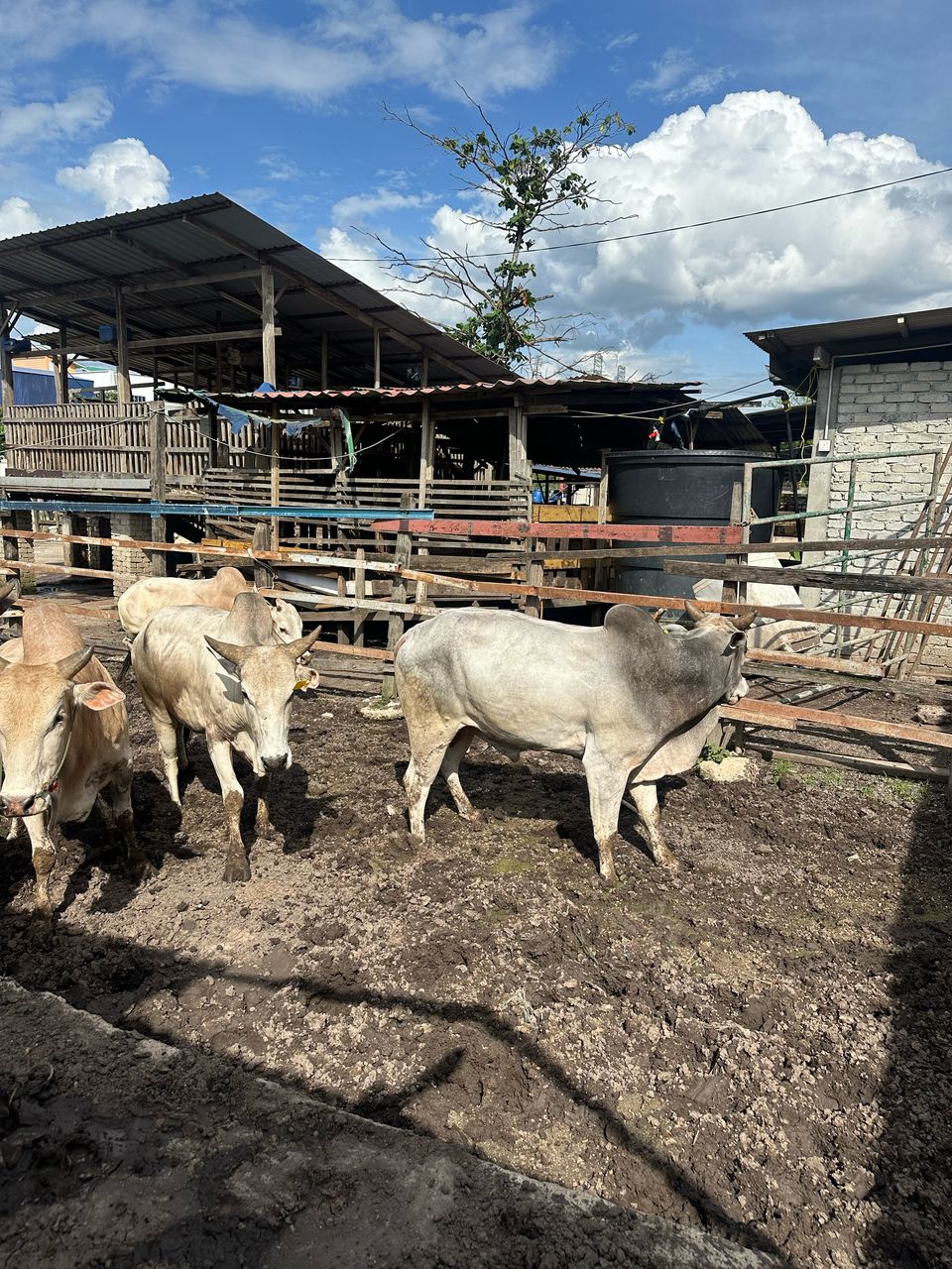 Lembu Seekor