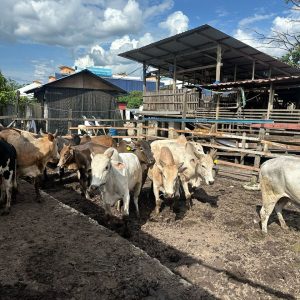 Qurban Lembu